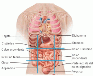 diaframma-e-legame-con-organi-interni